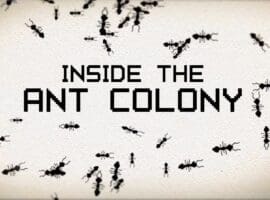 Ant Colony