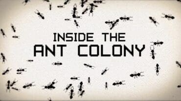 Ant Colony