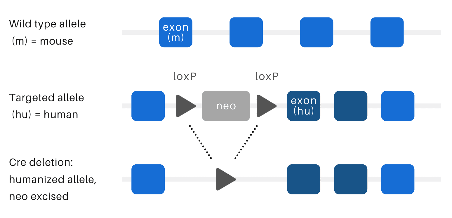 hum a protein domain by genomic replacement