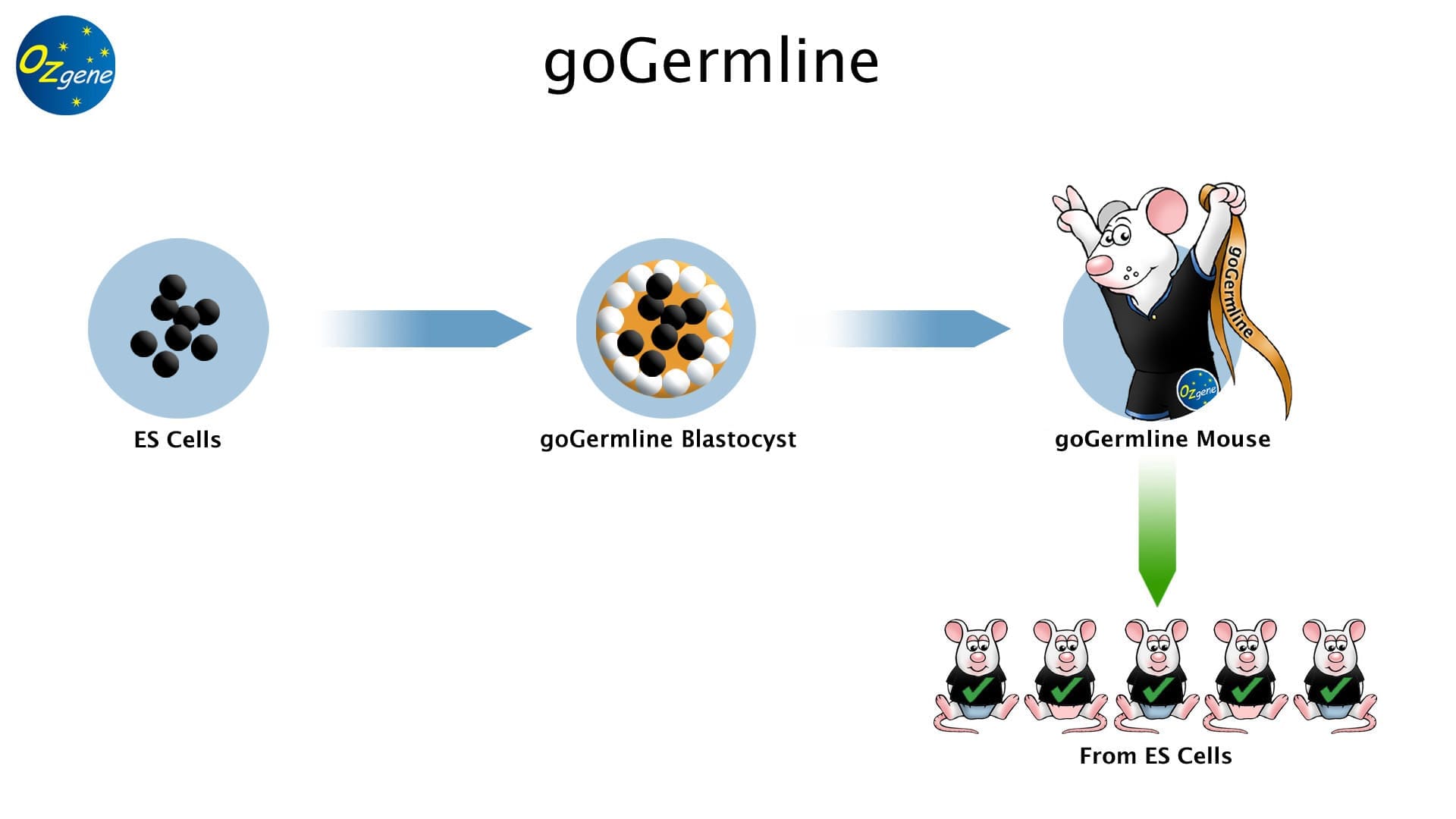 goGermline ES cell derived mice