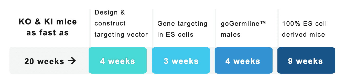 genetically modified mice