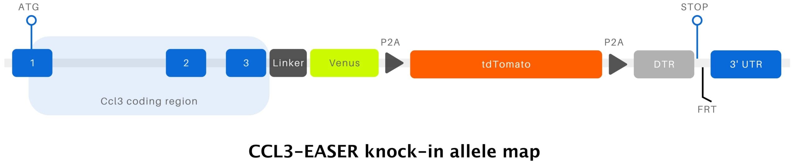 CCL3_EASER knock-in allele map