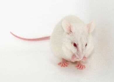 scid mice