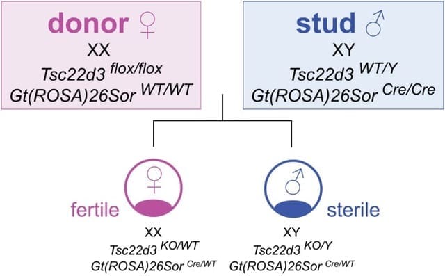 Genomic Humanisations