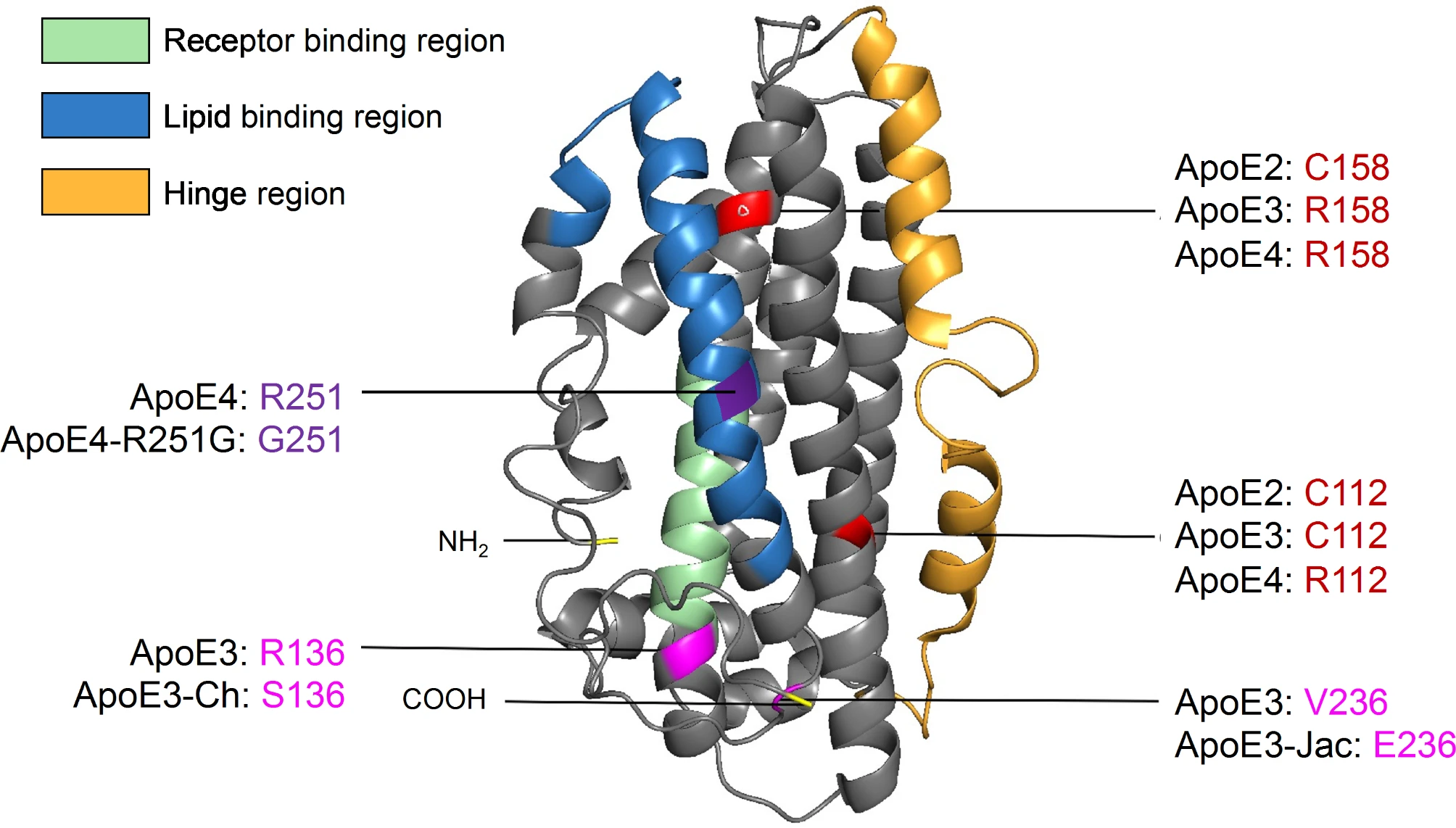 ApoE Knockout Mice - ApoE structure